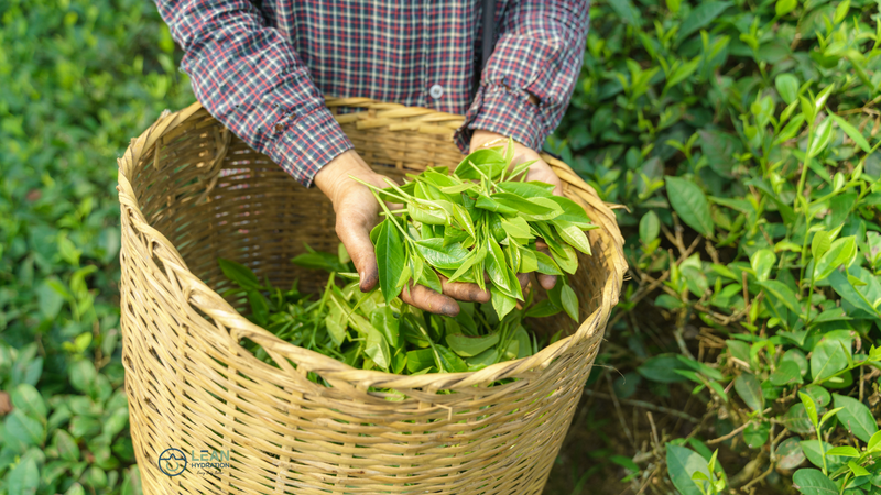 Person gathering green tea leaves from the field in a brown basket.